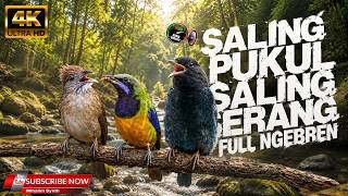 Download lagu TOP JERNIH TENGKEK BUTO VS KAPAS TEMBAK VS CUCAK CUNGKOK SALING SERANG SALING PUKUL NGEBREN mp3 Download lagu TOP JERNIH TENGKEK BUTO VS KAPAS TEMBAK VS CUCAK CUNGKOK SALING SERANG SALING PUKUL NGEBREN mp3