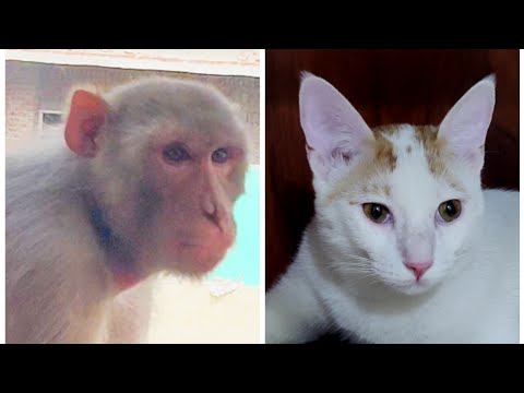 Ye kya ho gya 😑 | Daily Vlog 1 | Lockdown Routine #dailyvlog #vlog #mycat