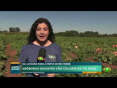 Abóboras gigantes invadem a "cidade da soja" em Goiás