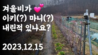 겨울비가 이키(?) 마니(?) 내린 적 있나? 2023.12.15