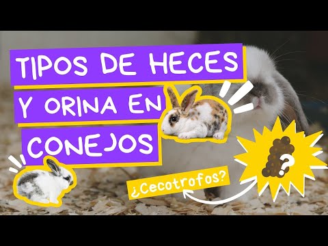 , title : 'TIPOS DE HECES Y ORINA EN CONEJOS - Hablando de Mascotas'