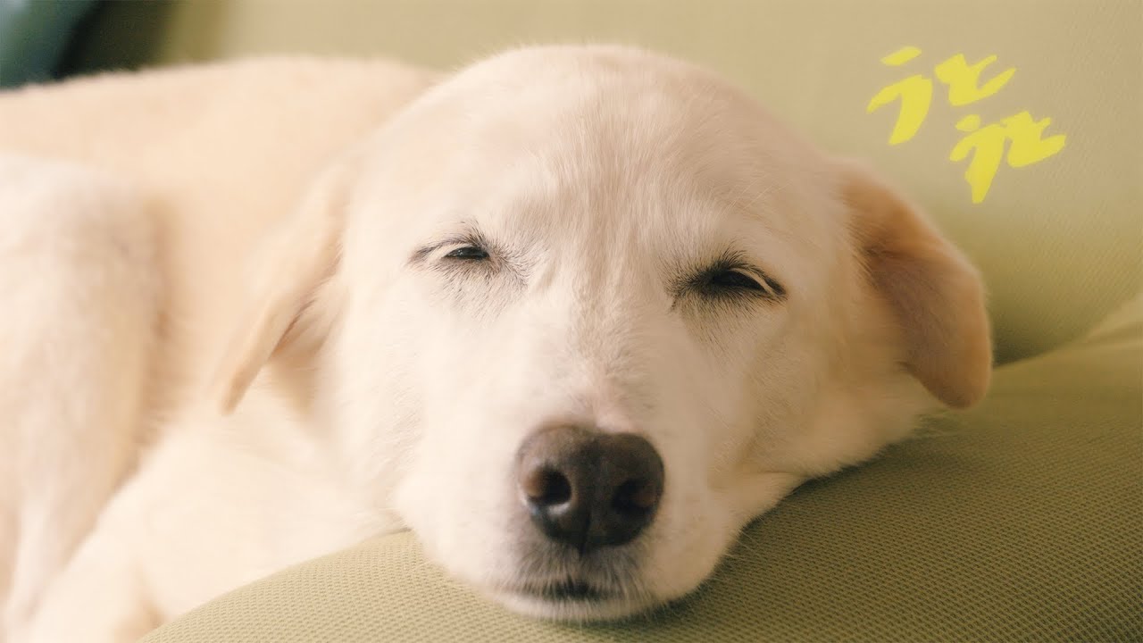 抄語 - うとうと (Official Music Video)