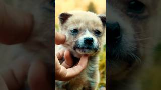 Happiness is a Warm Puppy 🥰