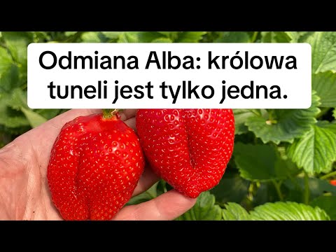 Odmiana „Alba”: do uprawy tunelowej i przyspieszania na płask. Dlaczego jest najlepsza?