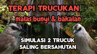 Download lagu suara panggilan trucuk betina memanggil jantan sangat ampuh untuk trucuk malas bunyi mp3