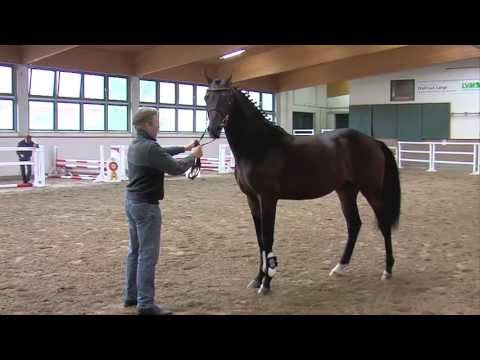 60. JH v. Diarado - Quick Star (Körkollektion SDB 2013)