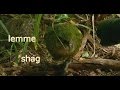 Lemme Shag
