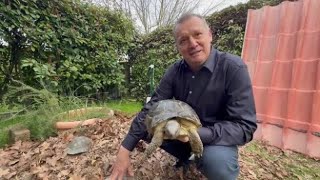Treviso, l'uomo con 400 tartarughe in giardino: «Mangiano 10 chili di radicchio al giorno»