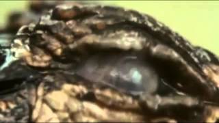 Tears For Fears - Everybody Wants to Rule the World (The Golden Pony Remix)