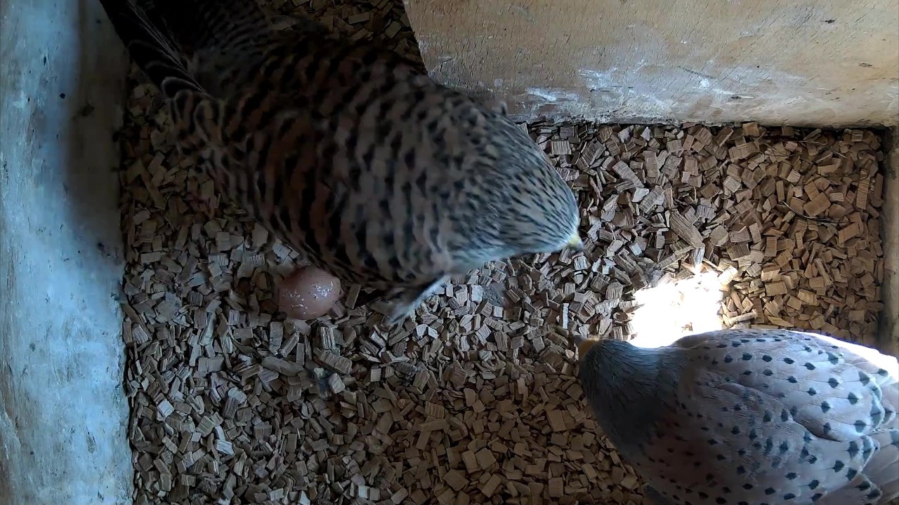 Das erste Ei bei den Turmfalken! | 05.04.2026