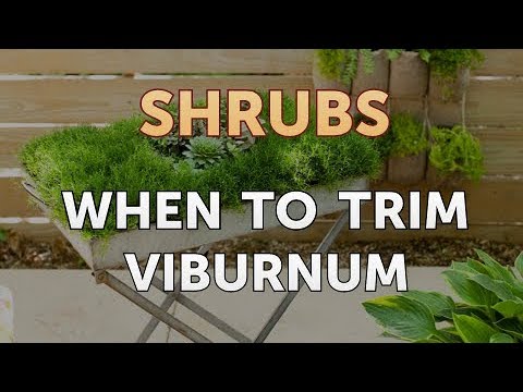 How to Prune a Bottlebrush Shrub