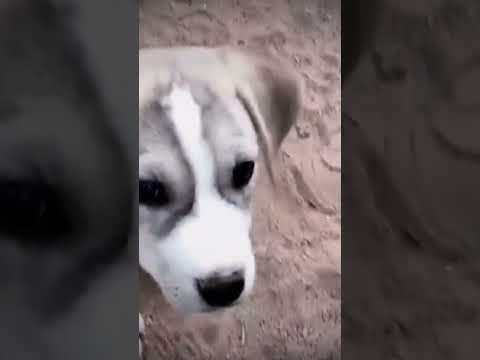 #ubaidperfectgamer #puppy #puppies #dog #dogs #cute #fyp #foryoupage #fypシ #shorts