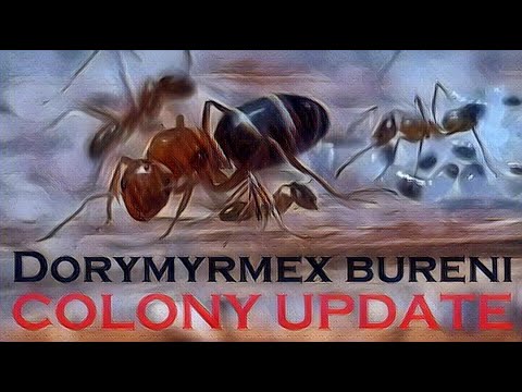 🐜 Dorymyrmex bureni - Colony Update [Tydzień 8]