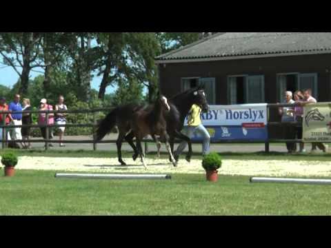 Sudweyher Fohlenschau 2012 - Kat.-Nr. 17