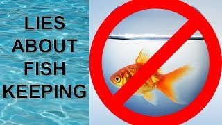 Lies You've Been Told About Fish Keeping | Fish Keeping Myths That Need To Go!