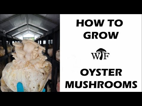 , title : 'This Is How I Grow Elm Oyster Mushrooms In Greenhouses'