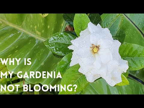 All About Gardenia | Gandharaj | Garden QnA