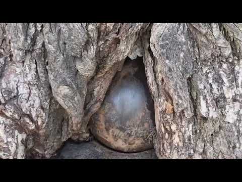 Unbelievable!! Cannonball in the tree, Quebec