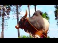Jallikattu 2020 Song Jallikattu Song Jallikattu 2020 Jallikattu Album Song Jallikattu