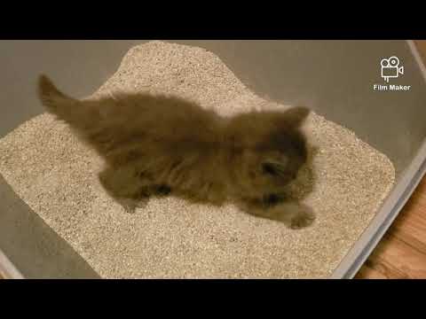 ADORABLE THING LEARNED SO FAST 😍 potty training my kitten