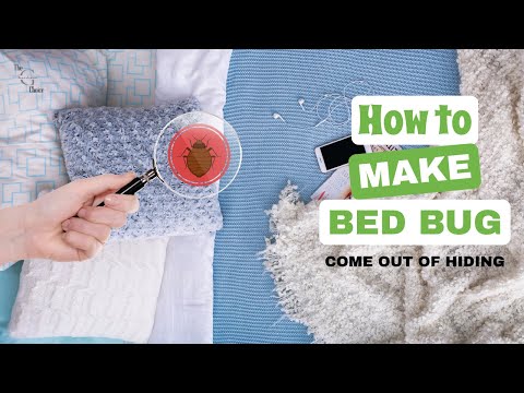 How to Make Bed Bugs Come Out of Hiding? : Insider Strategies!