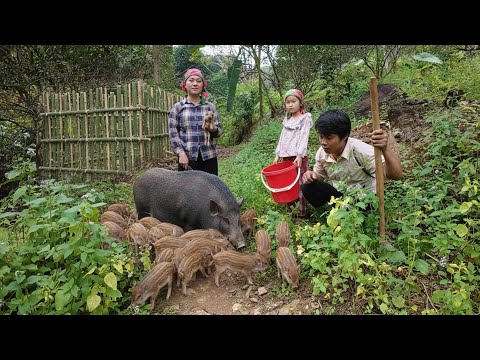The kind single mother promised to give Tran Cong some piglets to use as breeding stock.