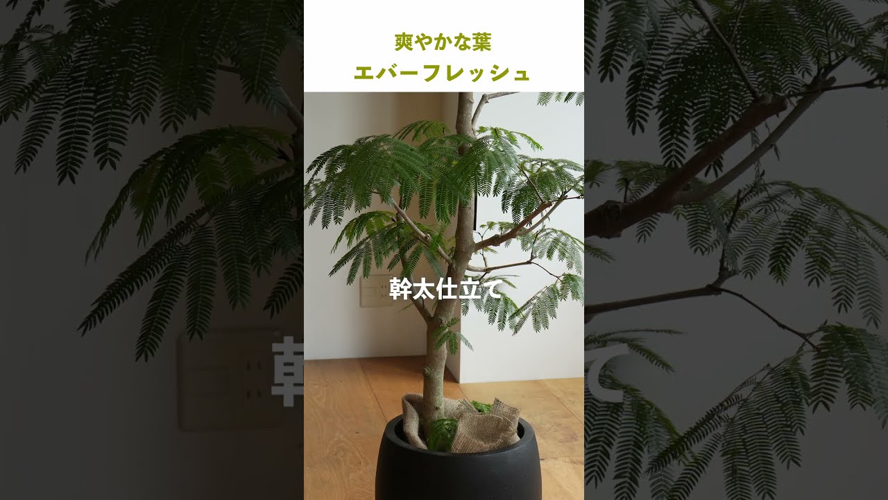 エバーフレッシュ