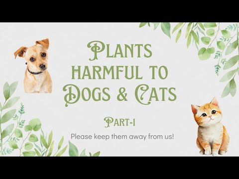 , title : 'Toxic Plants for Dogs | Plants Toxic to Cats | Dangerous Houseplants for Pets'