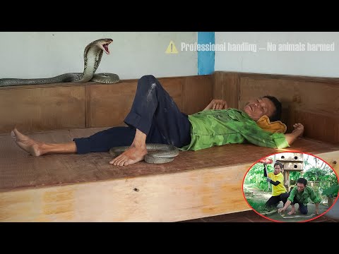 72 hours after a giant cobra invades and approaches a man - what will happen next?