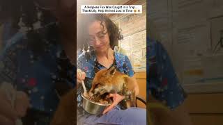 A Helpless Fox Was Caught in a Trap… Thankfully, Help Arrived Just in Time