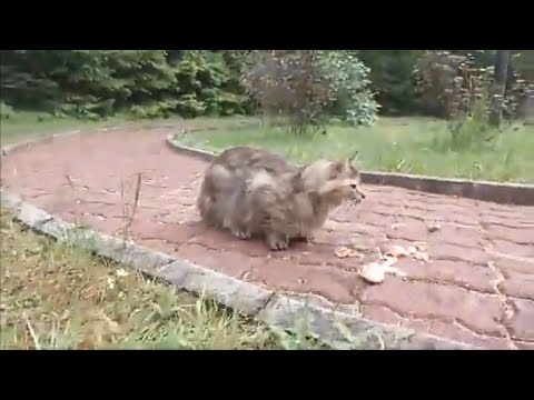 Kotki - za parkanem DPS-U - zapis transmisji NA ŻYWO : 28.05.2022/18:00