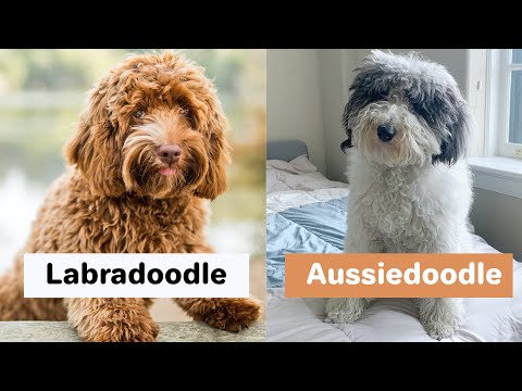 ラブラドゥードル vs オージードゥードル (違い)