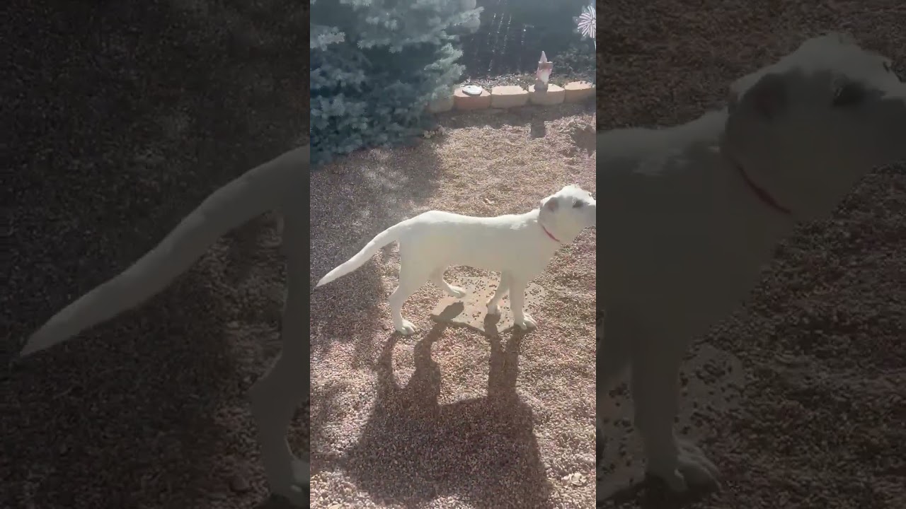 Lucy, a Adoptable mixed breed in Colorado Springs, CO video 6/6