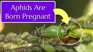 Aphids on Plants How To Get Rid of Them