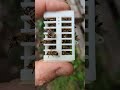 пчелиные клеточки с Алиэкспресс плохого качества.