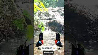 Download lagu TERAPI KONIN GACOR FULL ISIAN DENGAN SUARA GEMERCIK AIR DAN PEMANDANGAN SEJUK mp3