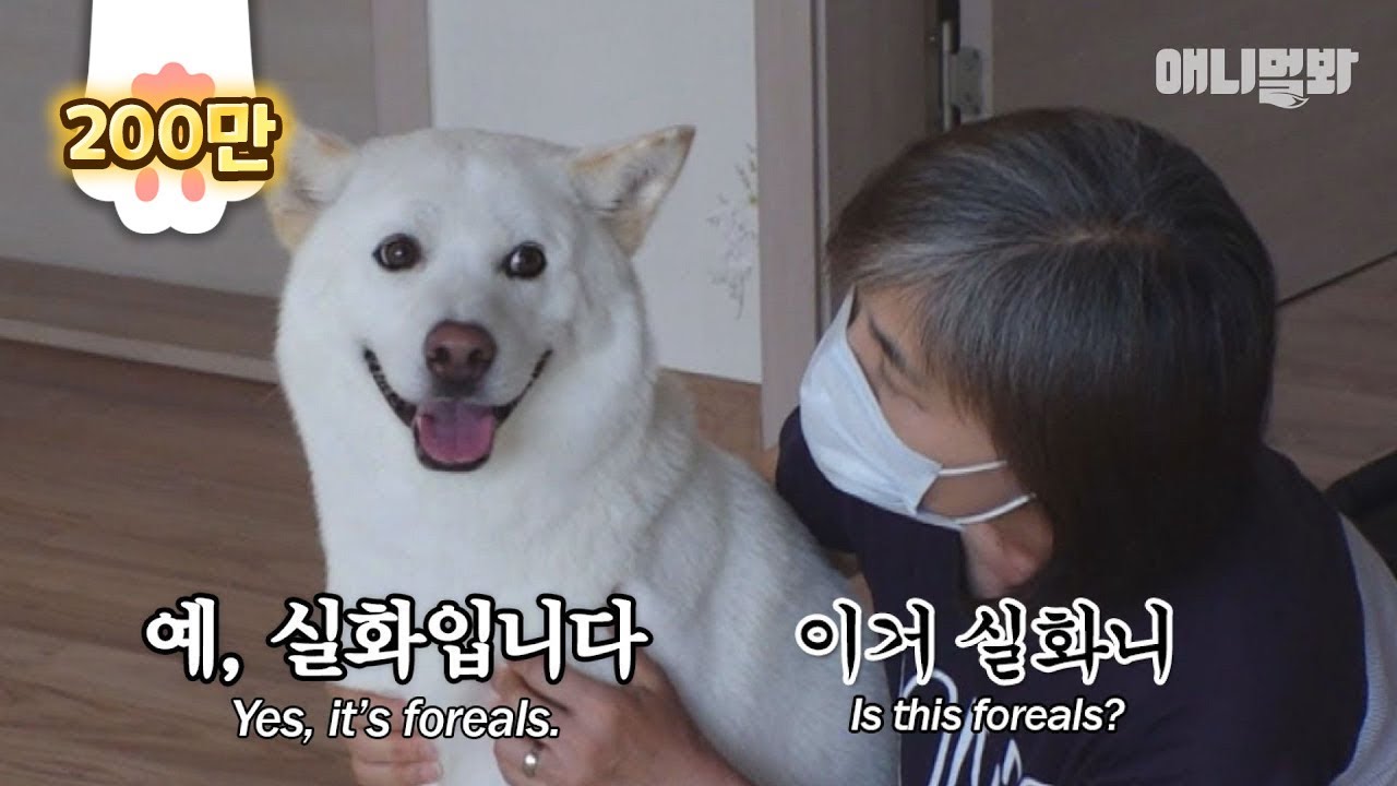 불면증인 줄 알았던 강아지 백억이.. 역대급 반전.. 소오름 ㅣThought Dog Who Haven't Slept For A Month Has Insomnia, But…?!