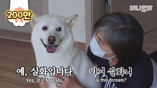 불면증인 줄 알았던 강아지 백억이.. 역대급 반전.. 소오름 ㅣThought Dog Who Haven't Slept For A Month Has Insomnia, But…?!
