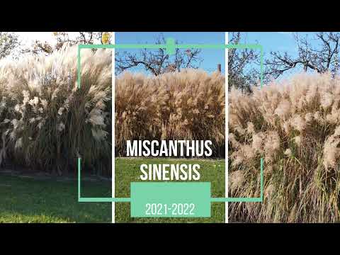 Miscanthus Sinensis