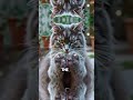 A Gray Or Brown Cat Looking Focused And Lively Was Holding A Small Mouse With Its Front Paws