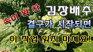 [텃밭농부.835]  김장배추에 결구가 시작되면 이 작업 잊지 마세요! #김장배추 #결구