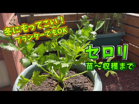 セロリの冷凍:これが一番良い方法です 植物