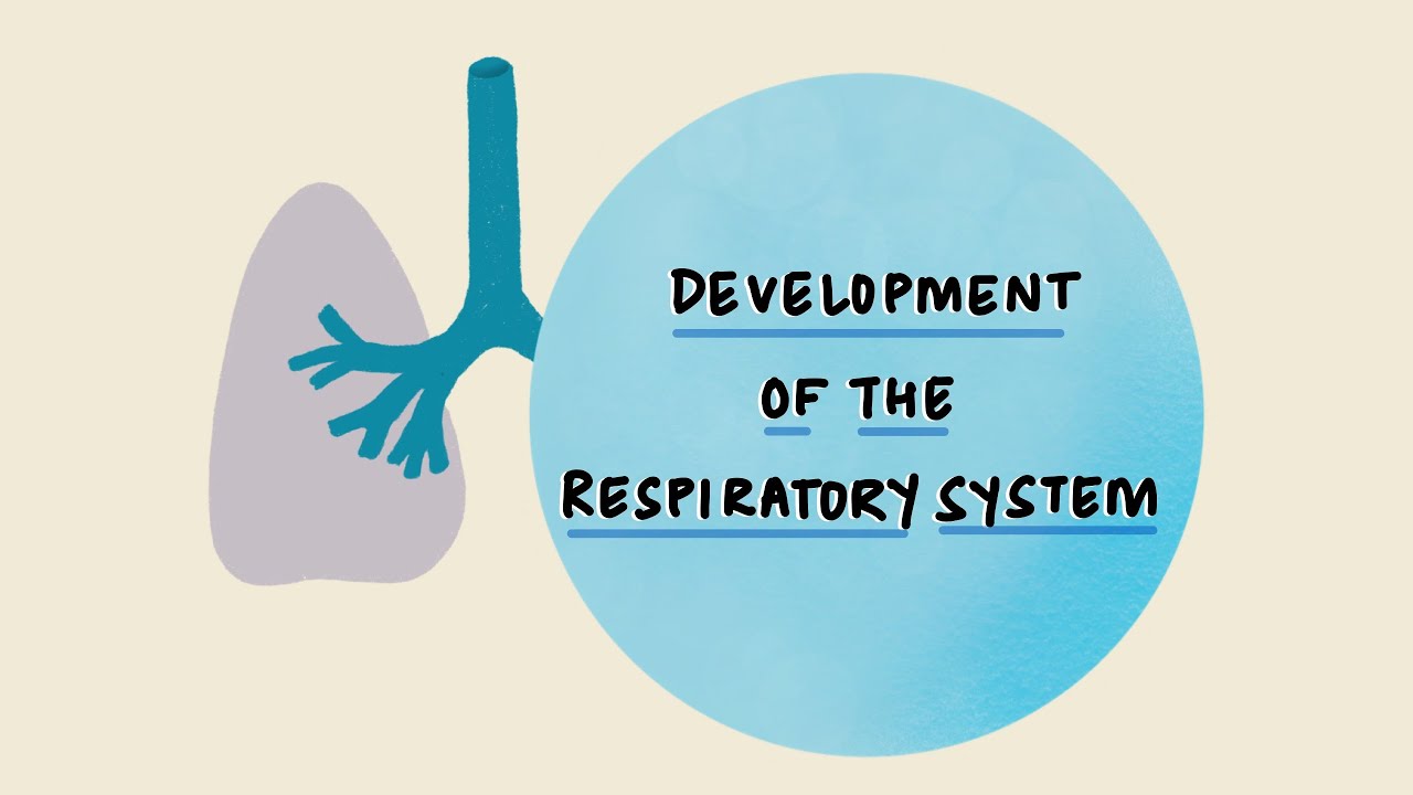 Development of the Respiratory System | Stages of Lung Development | Embryology