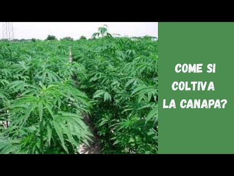 La Canapa non è solo Marijuana: Coltivazione Legale e Semplice!