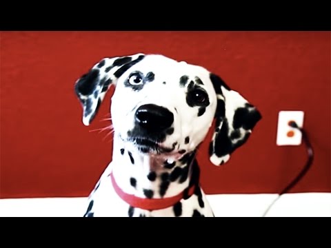 VoicePlay Cruella de Vil | 101 Dalmatians