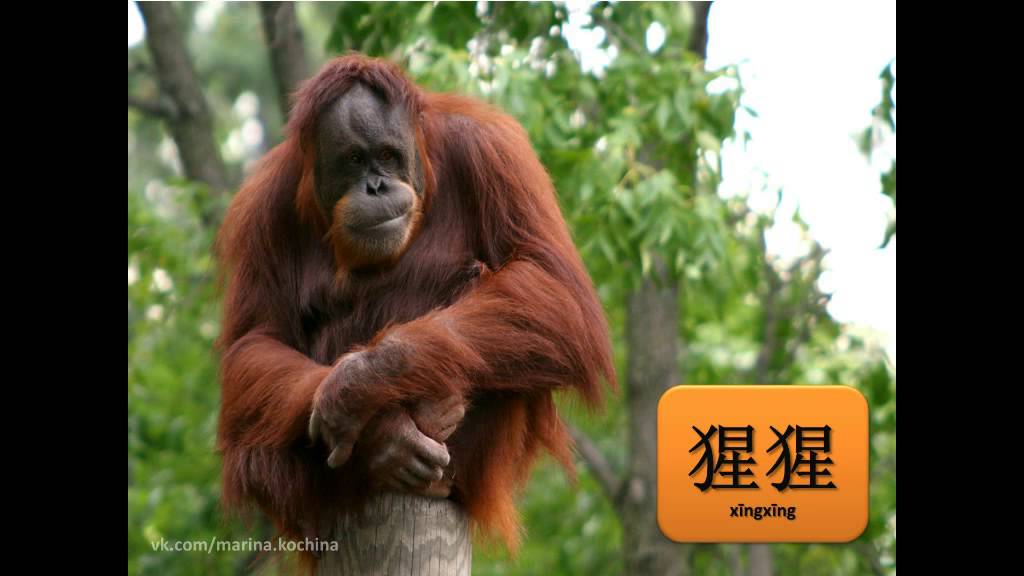 Chinese flashcards for children - Animals