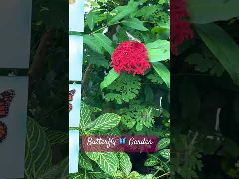 #butterfly #garden #nature #lifeisbutadream #kids #aquarium
