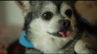 Peggy and Jennie - Dog's Cancer is Discovered by Petco Groomer: A Petco Associate Spotlight