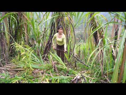TIMELAPSE: Harvest A Lot of Sugarcane – Loading Motorbike to Sell at Market