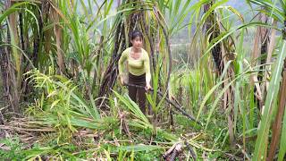 TIMELAPSE: Harvest A Lot of Sugarcane – Loading Motorbike to Sell at Market MQDEFAULT Thumbnail